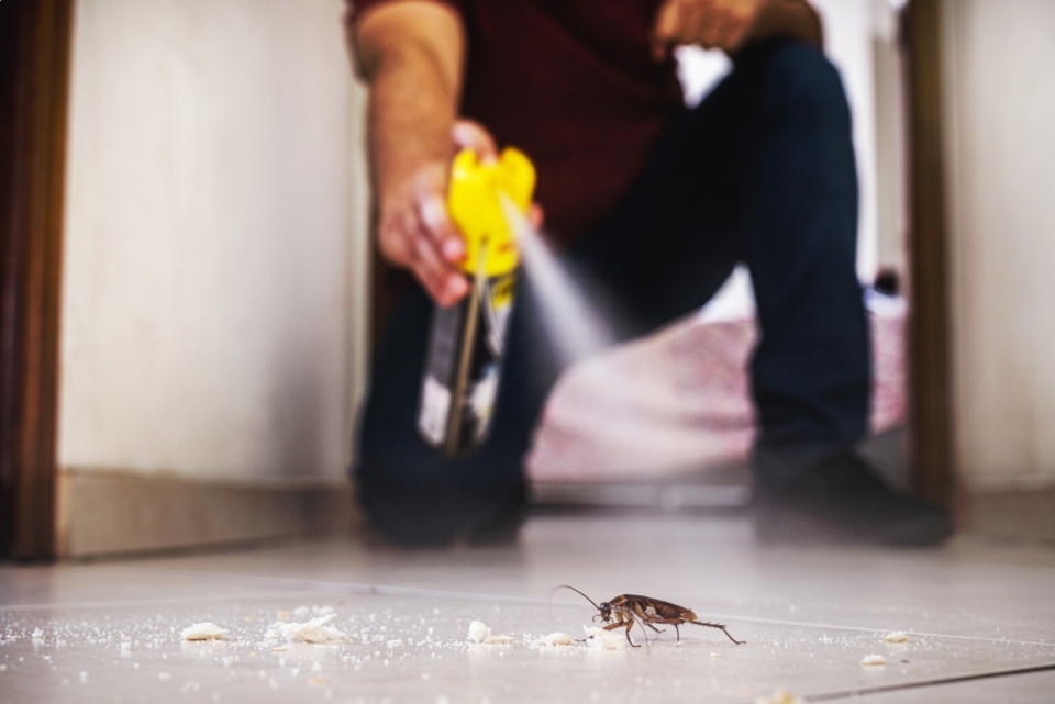 Persona echa spray a una cucaracha